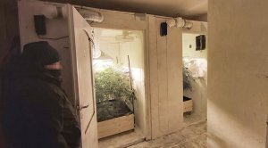 Zdjęcia przedstawiają ujawnioną, nielegalną plantację konopi indyjskich. Pokazane są pomieszczenia, w których uprawiane były rośliny, krzewy konopi oraz wytworzona marihuanę.