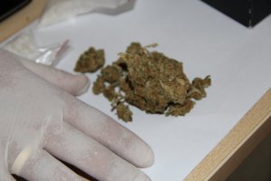 susz roślinny koloru zielonego zabezpieczony przez policjantów