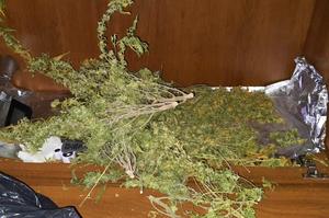 Marihuana  w postaci gałązek suszu, łodyg oraz wysuszonych liści w szafce