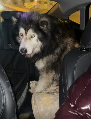 Wilanowska policjantka zapobiegła zagrożeniu na drodze S7 i uratowała psa