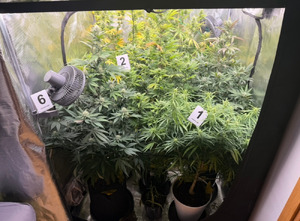 Mokotowscy policjanci zabezpieczyli domową plantację i blisko 2,5 kg marihuany